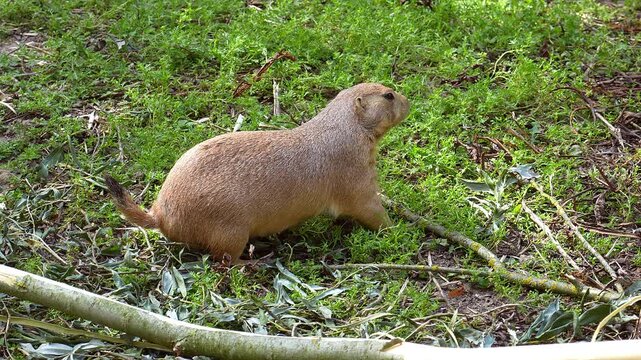 Prairie dog on the grass in its natural habitat