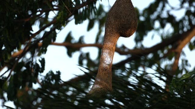 Hanging nest of a yellow weaver bird on a tree branch.