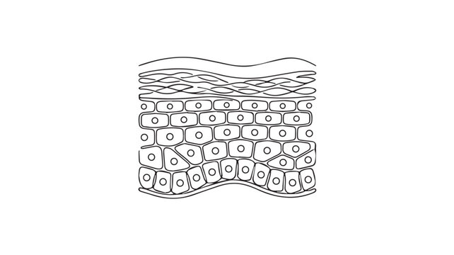Skin layers diagram illustrates the biological structure of human epidermis and dermis for medical or dermatological education.