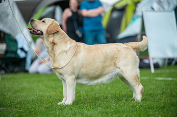 Pies Labrador retriever © Grzegorz