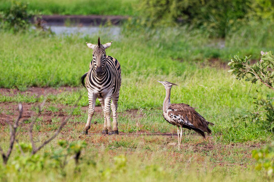 Kori Bustard and Zebra