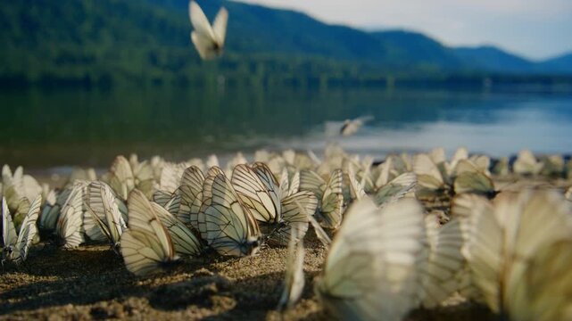 White butterflies cluster on shore near lake, wings catching sun. Some flutter upward, others rest on sand. Mountain backdrop adds calm, natural beauty