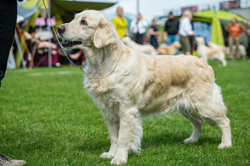 Pies Golden retriever © Grzegorz