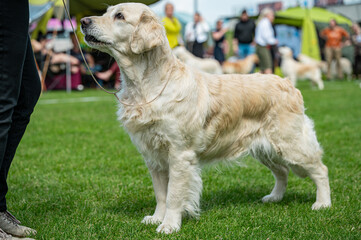 Pies Golden retriever © Grzegorz