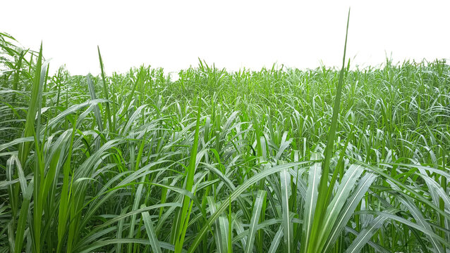 fresh green grass