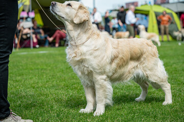 pies Golden retriever © Grzegorz