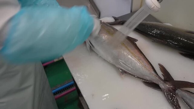 Worker in blue gloves fillets whole yellowtail fish with knife on cutting board