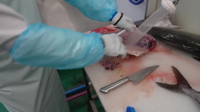 Fish processing worker slices along fish spine with blood visible on board