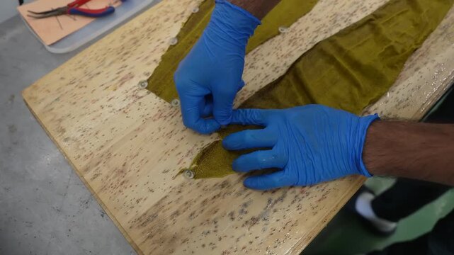 Two olive green fish skins pinned flat on wooden drying board