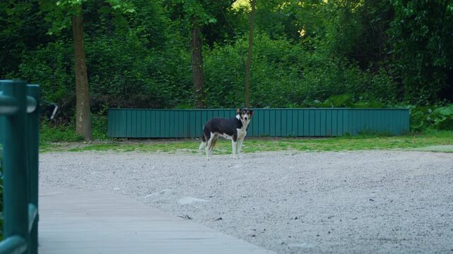 Stray dog looking at camera in a green forest gravel patch, static tripod view. Medium size tricolor white black and brown mutt standing outdoors.