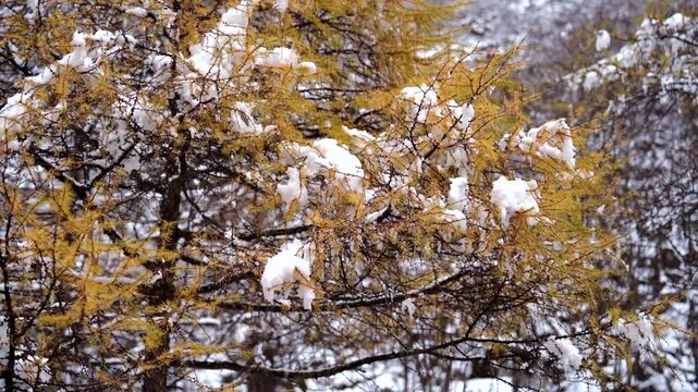 A steady medium shot framing the bright golden yellow pine needles of a larch tree branch heavily blanketed in thick white winter snow.