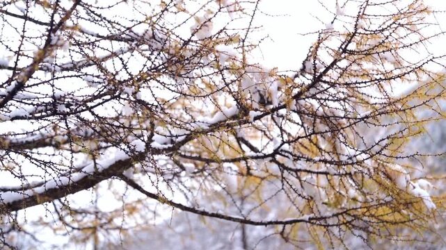 A medium shot of bare and yellow golden larch tree branches covered in fresh snow, gently swaying against a bright overcast winter sky.