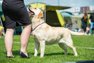 Pies Labrador retriever  © Grzegorz