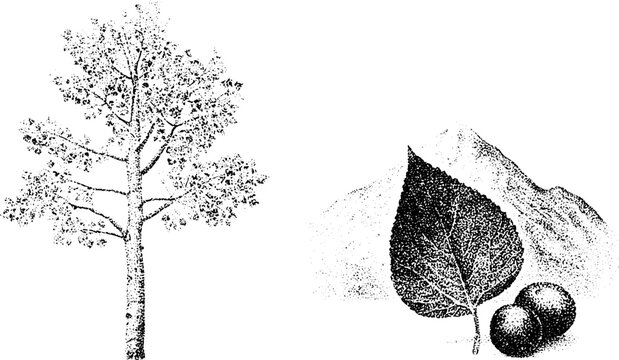 Stipple black and white aspen tree with leaf and mountain elements for landscape background, nature study and botanical poster design