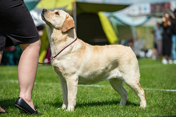 Pies Labrador retriever  © Grzegorz