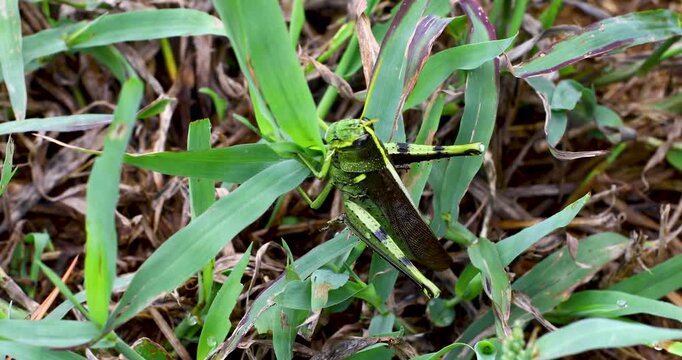 Static macro video of an Obscure Bird Grasshopper (Schistocerca obscura). The grasshopper is crawling on some grass.