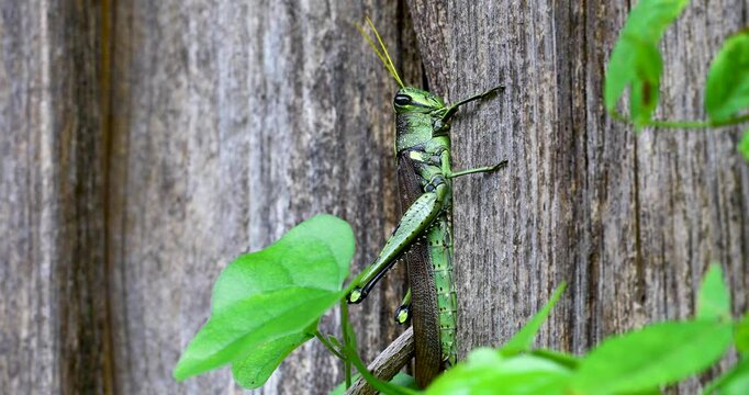 Static macro video of an Obscure Bird Grasshopper (Schistocerca obscura). Camera shows a side view of the grasshopper on a fence,