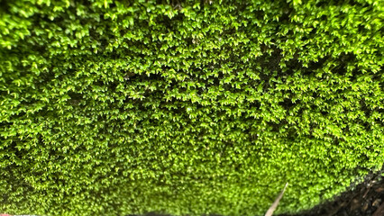 Dense green moss covering a stone wall, natural texture background © extra