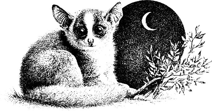 Bush baby galago sitting by moon and branches in black and white stipple illustration for nature poster and wildlife background