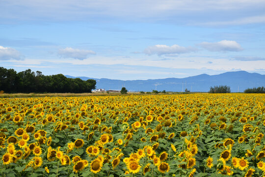 A field of sunflowers, La Pocati&egrave;re, Qu&eacute;bec, Canada