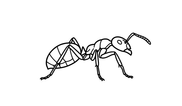 Detailed line drawing of an ant