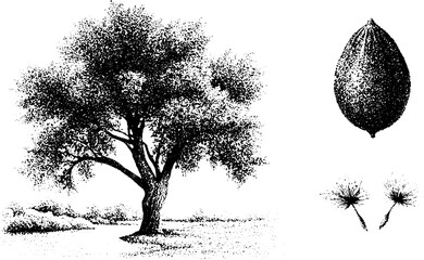 Obraz premium Cottonwood tree with seeds and riverbank botanical stippling illustration in black and white for educational poster background and nature study