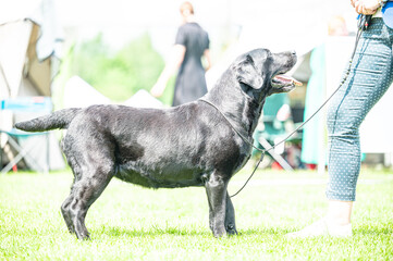 Pies Labrador retriever  © Grzegorz