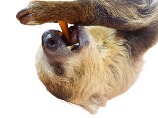 Cute sloth chewing a fresh orange carrot with open mouth © Koharu