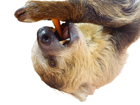 Cute sloth chewing a fresh orange carrot with open mouth