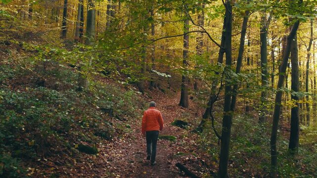 Hiker on a footpath in picturesque forest scenery in autumn, with the camera moving down the branches and showing him walking on the trail towards yellow trees