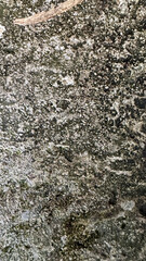 Fototapeta premium Texture of weathered gray concrete with moss and grit