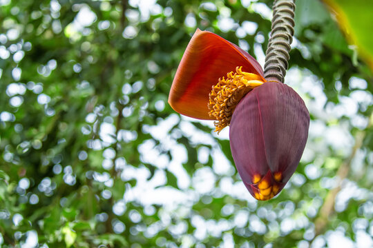 Banana blossom, or heart, showing the purple teardrop shaped banana inflorescence bud, and the lifted orange bract with the developing yellow flowers underneath, which will become the fruits.