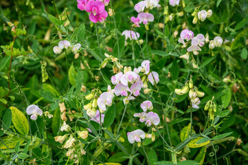 Fototapeta premium Sweet pea flowers blooming in a vibrant garden with green foliage and delicate tendrils