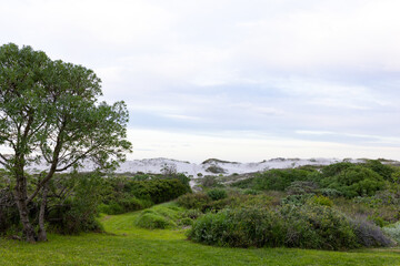 Obraz premium Single tree standing on grassy footpath leading across coastal scrub toward pale sand dunes