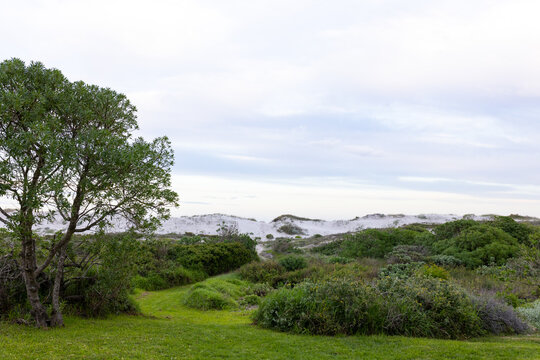 Single tree standing on grassy footpath leading across coastal scrub toward pale sand dunes