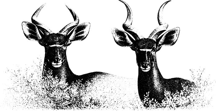 Stippled black and white nyala antelope heads with curved spiral horns emerging from bushes for wildlife background and poster design