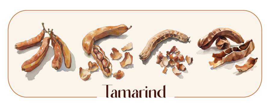 A Collection of hand-painted whole tamarind pods painting designs, Hand-painted style, vectorized, vector set available in EPS, Fruit collection