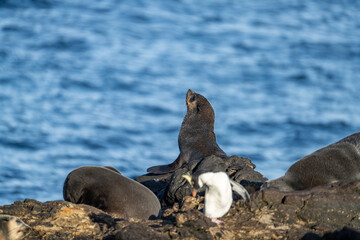 Fototapeta premium Northern rockhopper penguin (Eudyptes moseleyi) in front of subantarctic fur seals (Arctocephalus tropicalis) on a rock on Nightingale Island in the South Atlantic Ocean