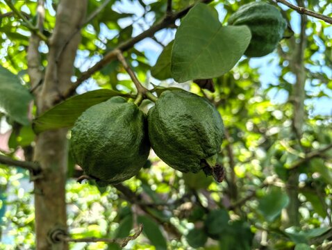 Close-up of guava fruits hanging from tree branch with green leaves in tropical garden