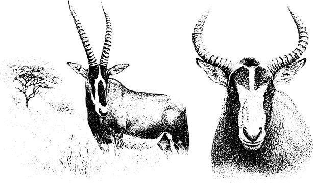 Roan antelope savannah horns stippling drawing background for design and poster with closeup black and white dotwork and engraved detail