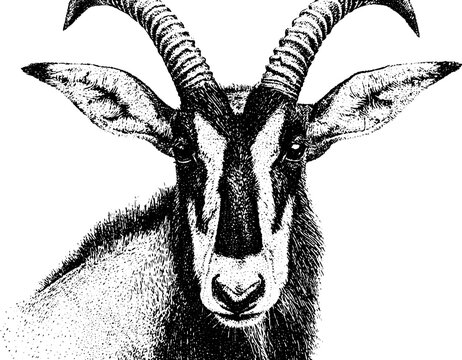 Roan antelope closeup black and white portrait for wildlife poster and background showing ringed horns and facial detail for design