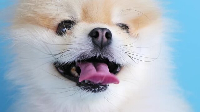 Cute pomeranian puppy portrait fills frame. Dog shows fluffy coat, bright eyes, playful tongue against blue background. Companion pet, lovable canine, cheerful puppy supports pet care 