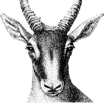 Saiga antelope closeup head traced black and white illustration for wildlife poster background and design