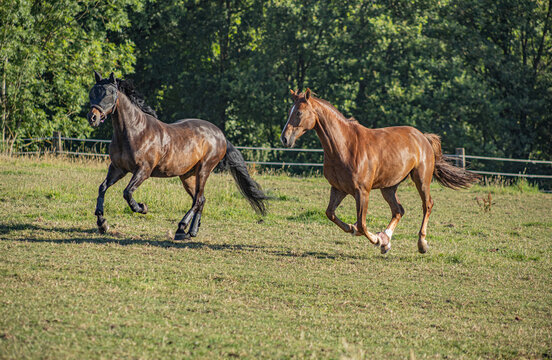 zwei Pferde bei der Integration in vollem, kraftvollen Galopp in der Sonne auf der Koppel