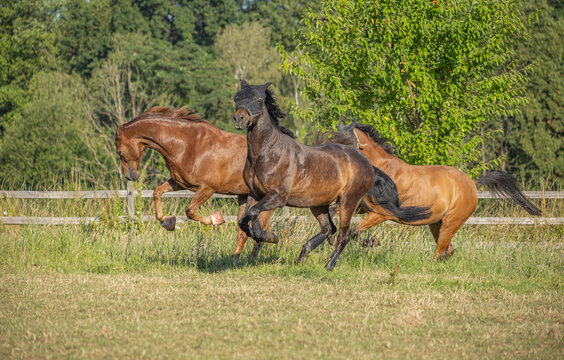 drei Pferde bei der Integration im Sommer auf der Koppel beim kraftvollen Kennenlernen im Galopp
