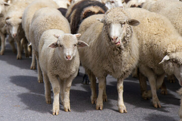 Naklejka premium Young lamb together with sheep herd walk from one pasture to another along a mountain road. View from Himachal Pradesh, Manali-Leh Highway, India.
