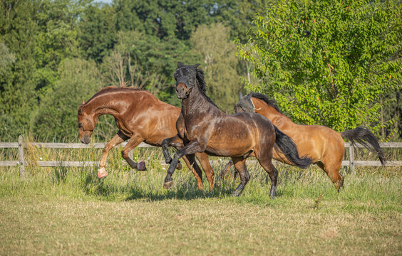 drei Pferde bei der Integration im Sommer auf der Koppel beim kraftvollen Kennenlernen im Galopp