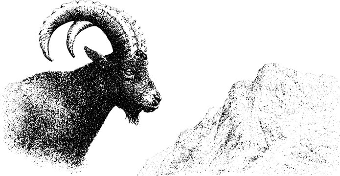 Close up tahr head with curved horns black and white stippling for wildlife poster background and natural history study