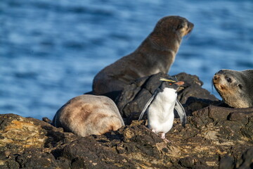 Naklejka premium Northern rockhopper penguin (Eudyptes moseleyi) in front of subantarctic fur seals (Arctocephalus tropicalis) on a rock on Nightingale Island in the South Atlantic Ocean