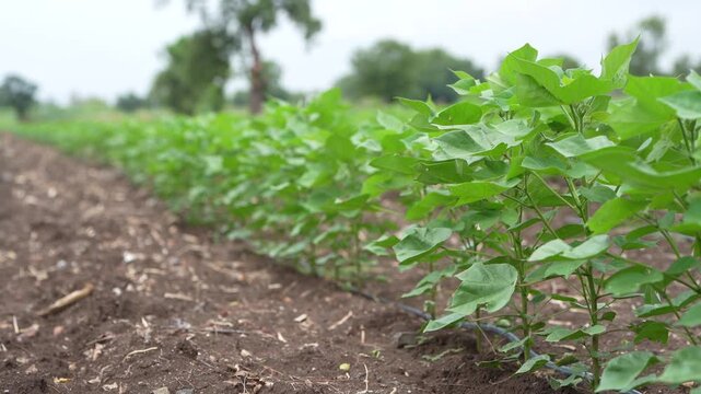 green cotton plant growing at agricultural field 